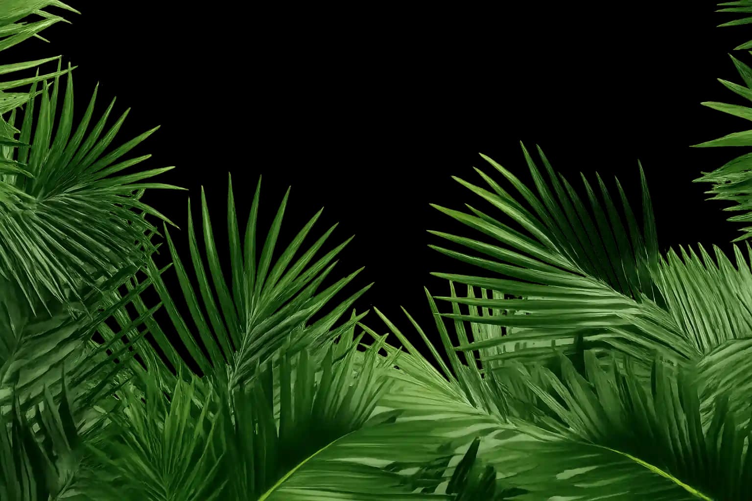Florida palms